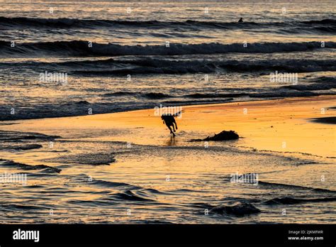 A silhouette of a running dog on a beach during sunset Stock Photo - Alamy