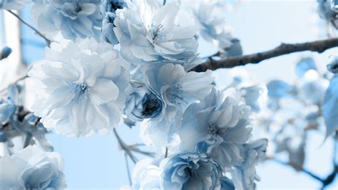 Blue Wallpaper with White Flowers - WallpaperSafari