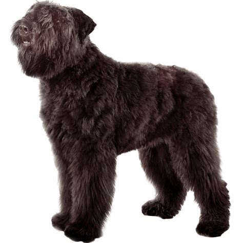 Bouvier des Flandres Dog Breed Information - Dognomics