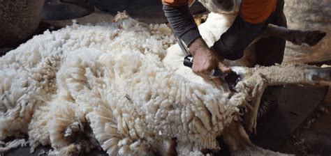 An Insider’s Look at Sheep Shearing | IWTO