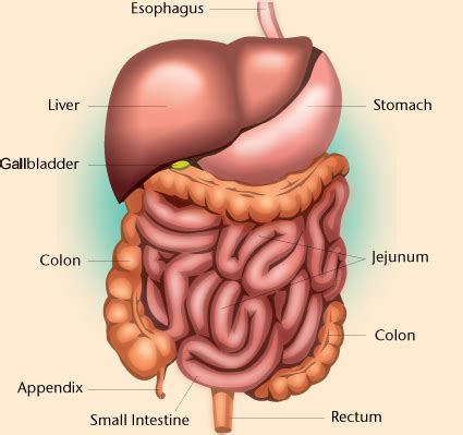 Collection of Digestive System PNG HD. | PlusPNG