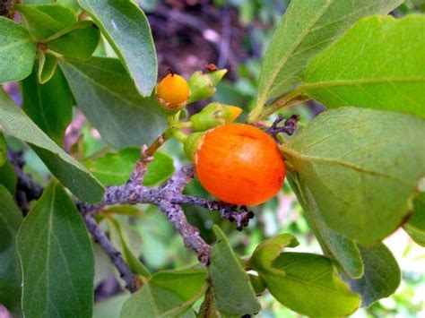 Cordia sinensis - Alchetron, The Free Social Encyclopedia