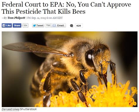 Federal Court to EPA: No, You Can’t Approve This Pesticide That Kills Bees