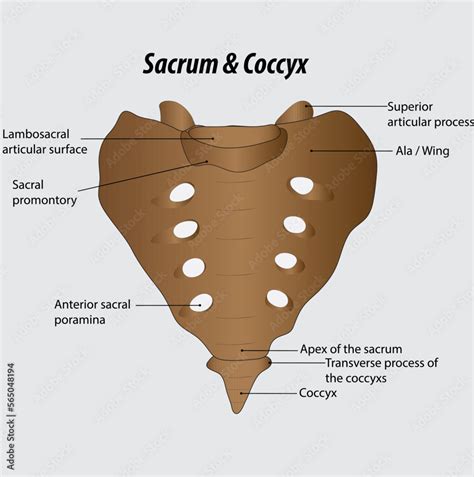 sacrum and coccyx labeled diagram vector drawing Stock Vector | Adobe Stock