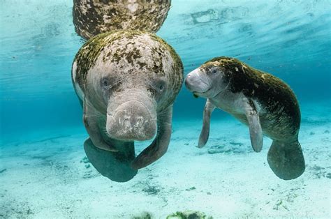 West Indian Manatee Facts, Habitat, Diet, Adaptations, Pictures