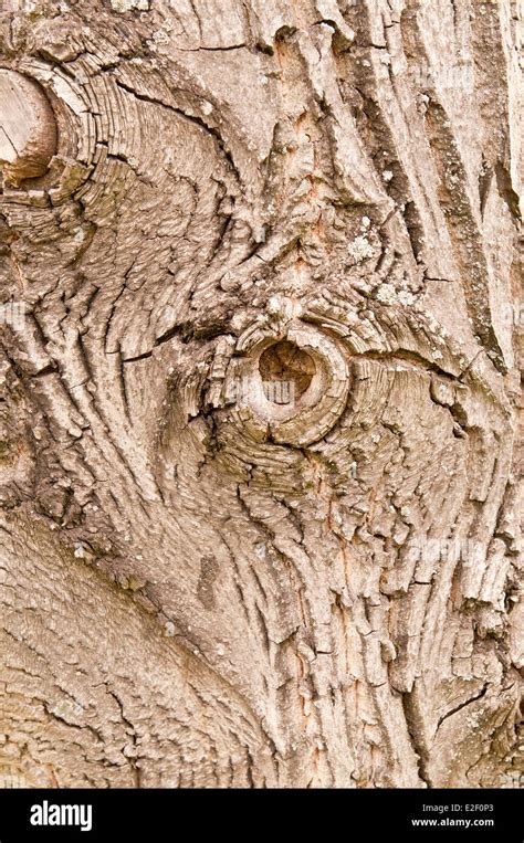 Walnut tree bark hi-res stock photography and images - Alamy