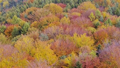 Food Webs & Chains of a Deciduous Forest | eHow UK