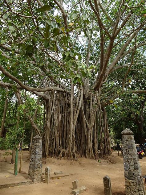 Sigiriya - Gardens (1) | Trip to Dambulla, Sigiriya and Polonnaruwa ...