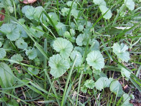 How to Identify Common Lawn Weeds | how-tos | DIY