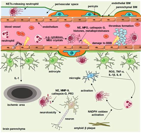 buona volontà Scettico Enumerare extracellular traps Autorizzazione ...