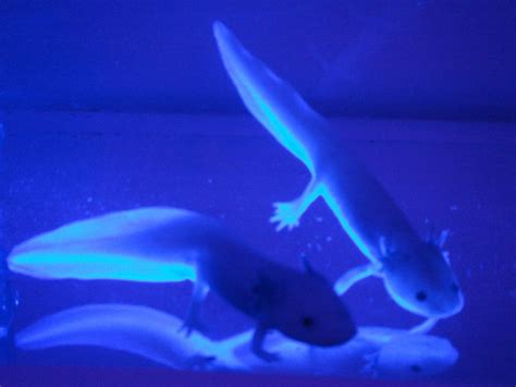 axolotl | Marine animals, Ocean animals, Silly animals