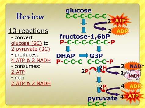 PPT - Pyruvate Oxidation & Krebs Cycle!! PowerPoint Presentation - ID ...