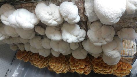 Lion's Mane Mushroom · Fresh Niagara