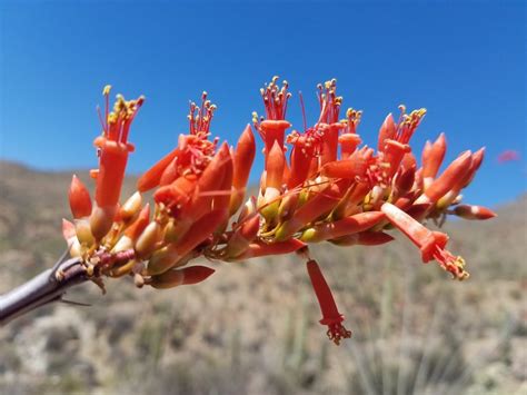 Desert in Bloom - My Favorite Time of Year in Tucson