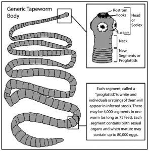 FISH TAPEWORMS | Woods N Water News