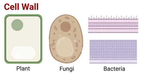 Cell Wall (Plant, Fungal, Bacterial): Structure and Functions