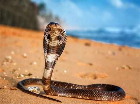 King Cobra Snake Facts