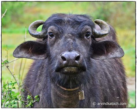 an animal with large horns standing in the grass