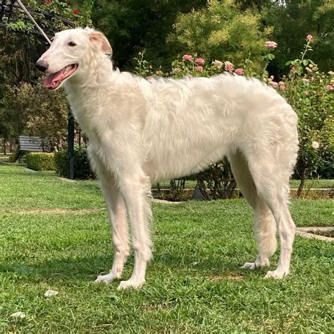 Borzoi vs Saluki: A Detailed Sighthound Comparison - PawCited