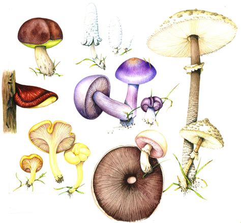 Edible fungus species - Lizzie Harper