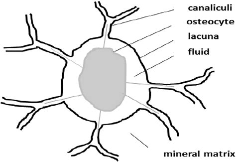 Osteocyte Structure