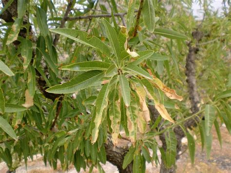 “Current situation and perspectives of the diseases caused by Xylella ...