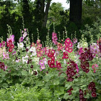 Hollyhock Seeds (heirloom) | Shop 18 Varieties | Eden Brothers