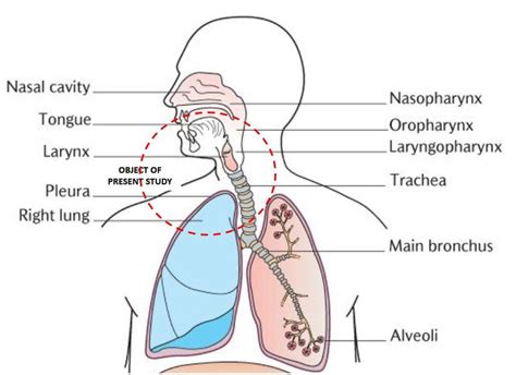 Upper Airway Anatomy Pic