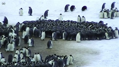 Emperor Penguin Huddle