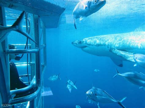 Great White Sharks Watching from Port Lincoln, Australia - Klook Australia