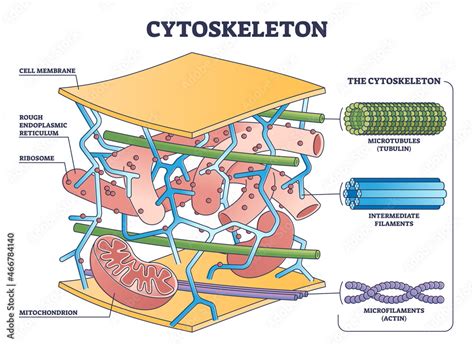 cytoskeleton structure as complex dynamic network of interlinking ...