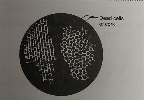 2. The following diagram represents cork cellsas seen by Robert Hooke ...