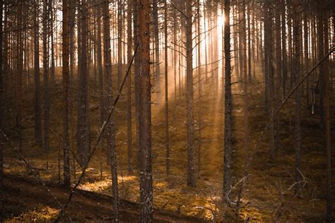 Sunlight Shines Into The Woods · Free Stock Photo