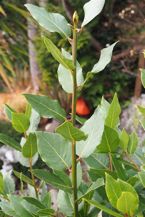 How to Grow and Care for Bay Laurel Trees | Gardener’s Path