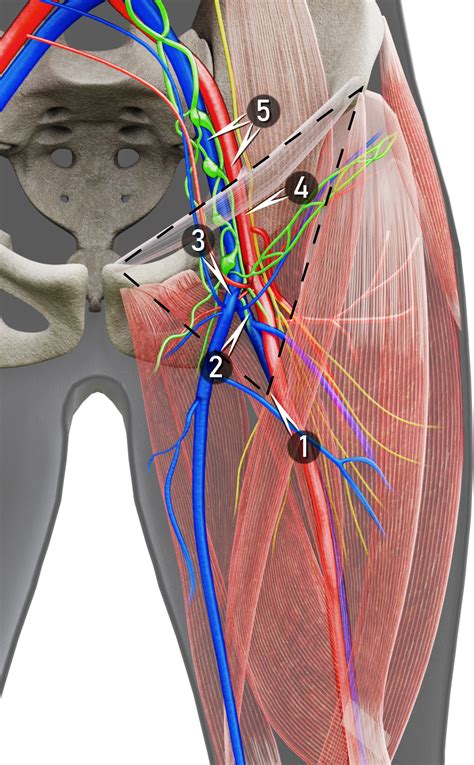 Lymph Node Diagram Groin