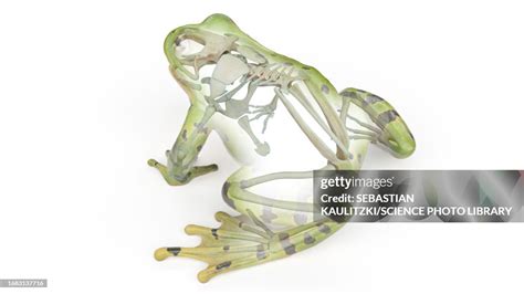 Frogs Skeletal System Illustration High-Res Vector Graphic - Getty Images