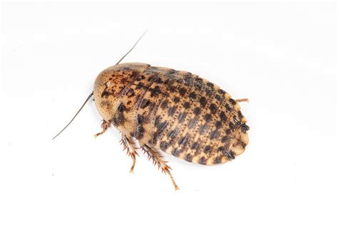 Caring For Live Discoid Roaches – Ovipost