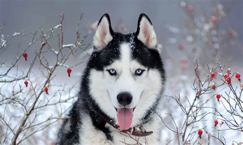 Why Do Siberian Huskies Have Different Colored Eyes