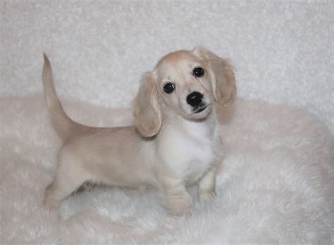 Meet The Adorable Tan Long Haired Dachshund Puppy: Your New Best Friend!