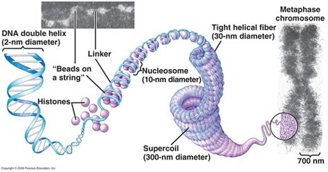 Topic 1.6: Cell Division - AMAZING WORLD OF SCIENCE WITH MR. GREEN