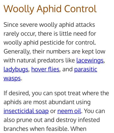 Wooly aphid predators and control. | Aphids, Aphid control, Lacewing