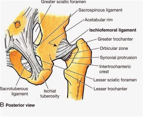 Hip Muscles Diagram - The Hip Joint - Complete Physiotherapy : The hip ...