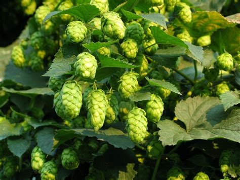 BEER HOPS PLANT SEEDS FOR SALE HERE ONLINE AUSTRALIA $4 - Sunblest Products