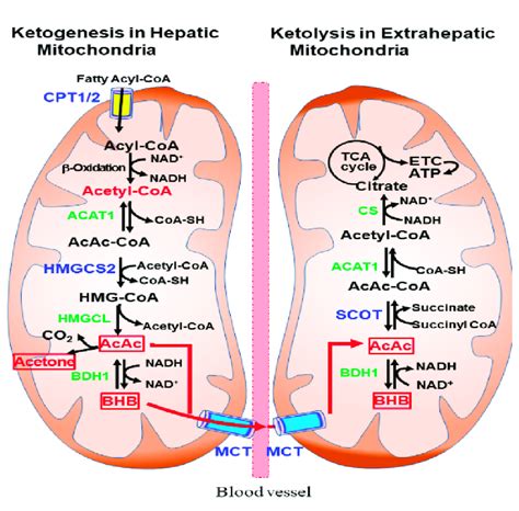 Ketogenesis and ketolysis pathways in mitochondria. Ketogenesis occurs ...