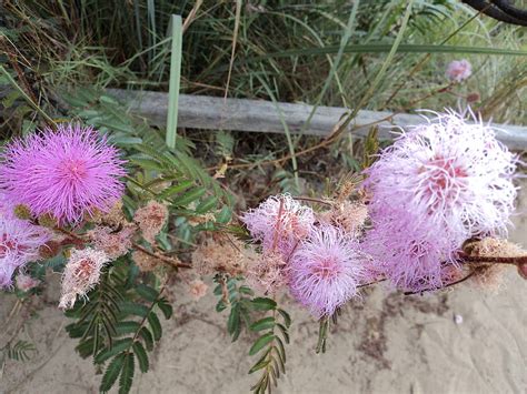 Cerrado Flowers, flowers, brasilia, cerrado, brazil, HD wallpaper | Peakpx