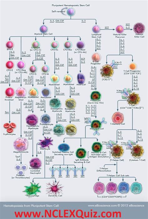 Blood Stem Cell Differentiation