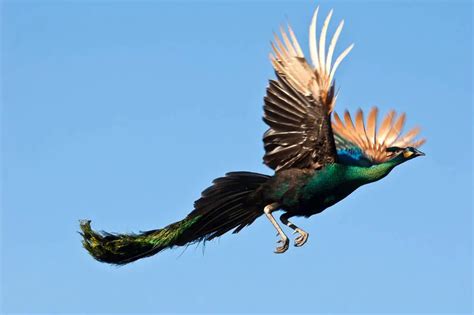 Can Peacocks Fly? How Far And How High? (Explained!) - Bird Avid