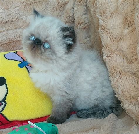 13 himalayan kitten for adoption near me Himalayan cats available for ...