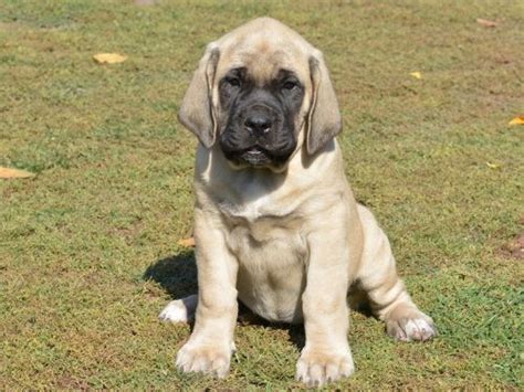 English Mastiff Dog Breed Information, Images, Characteristics, Health