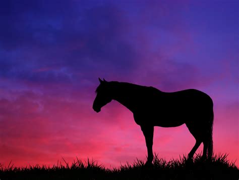 Horse Sunset Meadow Nature Free Stock Photo - Public Domain Pictures